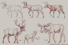 some animals that are standing together in different positions and sizes, including an antelope