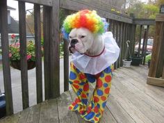 a dog dressed up as a clown on a deck