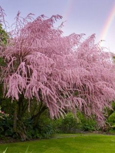 a pink tree with a rainbow in the background and grass on the ground below it