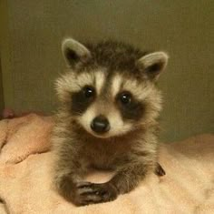 a baby raccoon sitting on top of a blanket