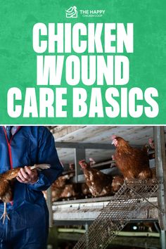 Chicken Wound Care | The Happy Chicken Coop