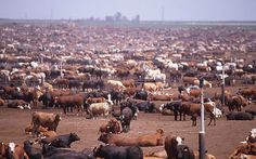 a large herd of cattle standing on top of a dirt field