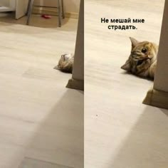 two pictures of a cat laying on the floor next to each other with caption in russian