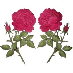 two red roses with green leaves are shown on a white background and one is in the center