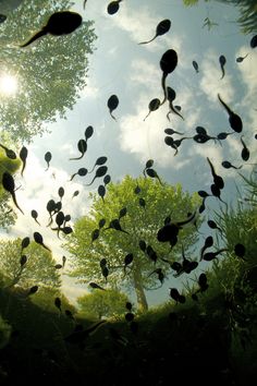 some plants are floating in the water with sky and clouds behind them on a sunny day