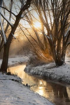 the sun shines brightly through the trees and snow on the bank of a river