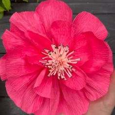 a pink flower in someone's hand