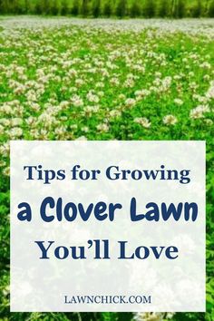 a field full of flowers with the words tips for growing a clover lawn you'll love