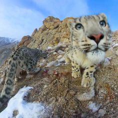 two snow leopards on top of a rocky mountain