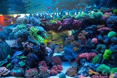 an aquarium filled with lots of different colored corals