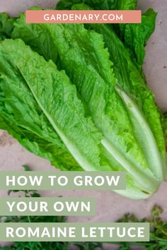 lettuce with the title how to grow your own romaine lettuce