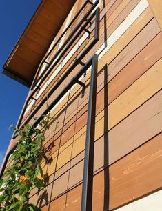 the side of a building with a plant growing on it's side and metal railing