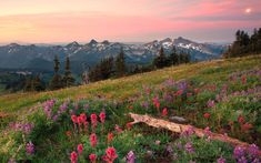 wildflowers blooming on the side of a hill at sunset with mountains in the background