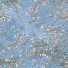 the branches of an almond tree in blossom against a blue background