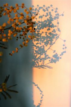 the shadow of a plant is cast on a wall with light coming from behind it