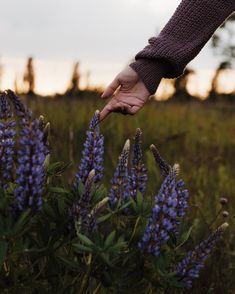 a person holding the hand of another person in a field full of purple wildflowers