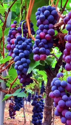 bunches of purple grapes hanging from the vine