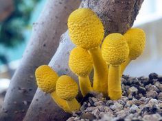 three yellow mushrooms are growing on the ground next to a small tree in front of some rocks