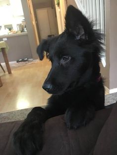 a black dog sitting on top of a couch