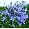 Agapanthus Africanus 'Lily of The Nile' - 3 Live Plants - 2" Pot Size - Blooming Groundcover