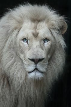 a white lion with blue eyes standing in front of a black background and looking at the camera