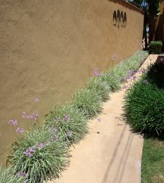 some purple flowers are growing on the side of a building and next to a sidewalk