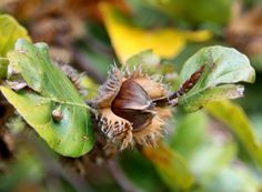 a close up view of the leaves and seeds of an oak tree, with some brown bugs on it