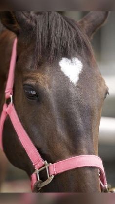 a brown horse wearing a red bridle with a white heart on it's forehead