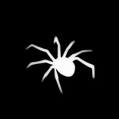 a black and white photo of a spider