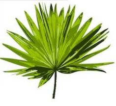 a green palm leaf on a white background with clippings to the left side