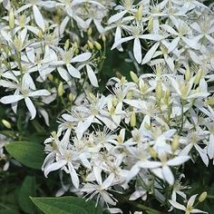 white flowers are blooming in the garden