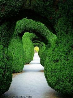 an image of a path that is made out of bushes