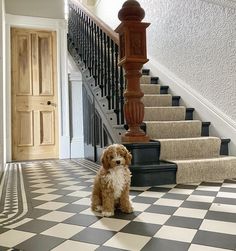 a brown dog sitting on top of a black and white checkered floor next to a stair case