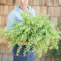 a woman holding a bush in her hands