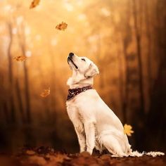 a white dog sitting on top of a leaf covered ground in front of some trees