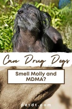 As drugs and variations are abundant in the world, it might lead you to question whether dogs can smell all types of MDMA or molly. We have done some extensive research to explain why and how certain clever drug dogs are trained to smell molly and MDMA in this ultimate guide. Dog Smells, What Dogs, Belgian Malinois, Springer Spaniel, Border Collie, Do It, Canning