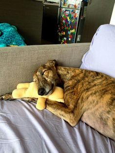 a large dog laying on top of a bed next to a stuffed animal