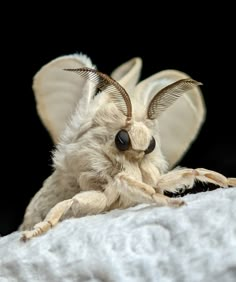 a close up of a moth on a white blanket with black eyes and long antennae