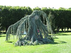 a large green tree sitting in the middle of a lush green field