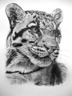 a pencil drawing of a tiger's face