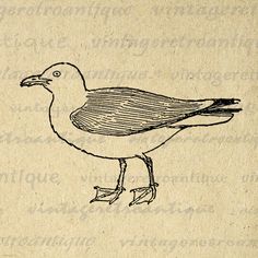 a drawing of a seagull sitting on top of a piece of parchment paper