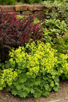 the plants are blooming very nicely in this garden area, and it is hard to tell what color they are