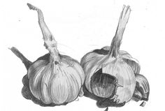 pencil drawing of two onions on white paper