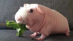 a hairless animal sitting on top of a gray couch next to a leafy plant