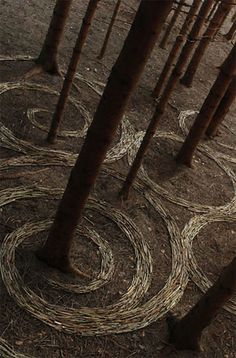 an aerial view of some trees in the woods with circles drawn on it's bark