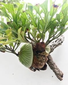 a plant that is growing out of a tree branch with green leaves on the top