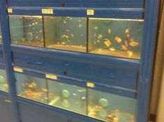 an aquarium filled with lots of different types of fish in it's display case