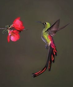 a hummingbird flying next to a red flower on a green background and another bird in the foreground