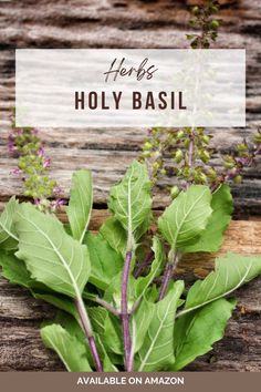 Holy Basil has anise-scented leaves that can be made into a calming aromatic herbal tea. This "Queen of the Herbs" is used in Ayurveda for its adaptogenic healing properties. #seeds #herbs #basil Basil Herb, Holy Basil, Home Vegetable Garden