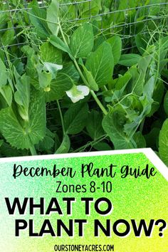 what to plant now? december plant guide